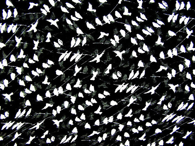 Kolsjaal birds - zwart